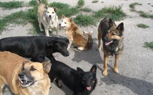 Котельничских собак отловят кировские кинологи