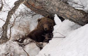 В Котельничском районе просыпаются медведи