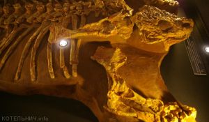 Котельничский палеонтологический музей приглашает на «Ночь»