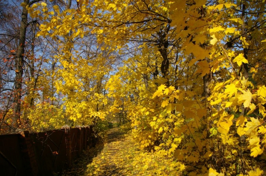 Желтая, желтая осень