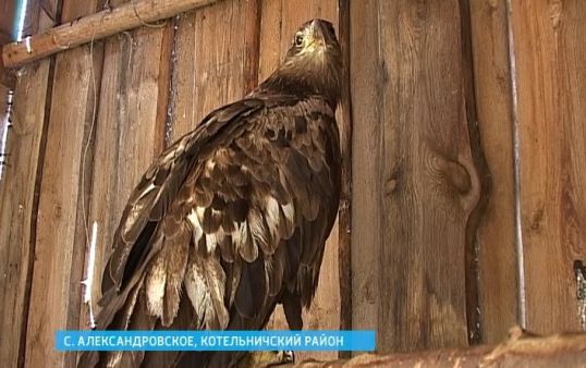 Охотники спасли уникальную птицу