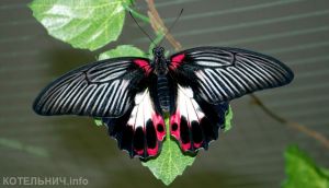 В Котельниче замечены тропические бабочки