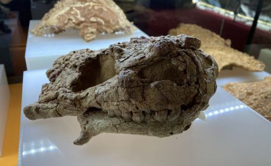 Котельничских парейазавров покажут в Дарвиновском музее